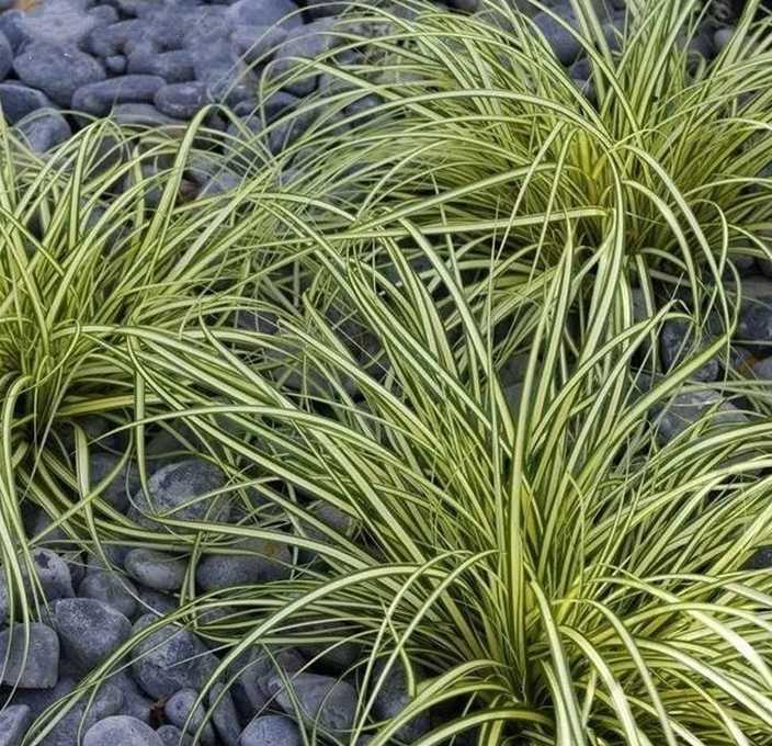 金叶苔草