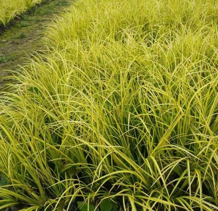金叶石菖蒲