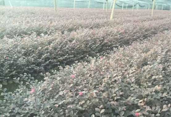 红花继木