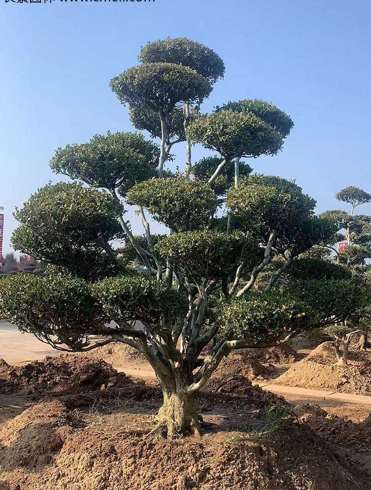 小叶黄杨造型