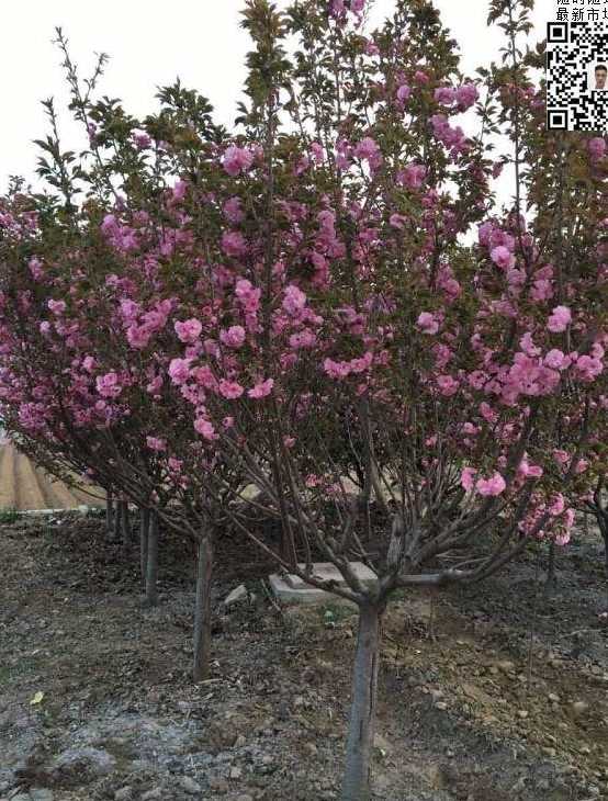 大叶早樱