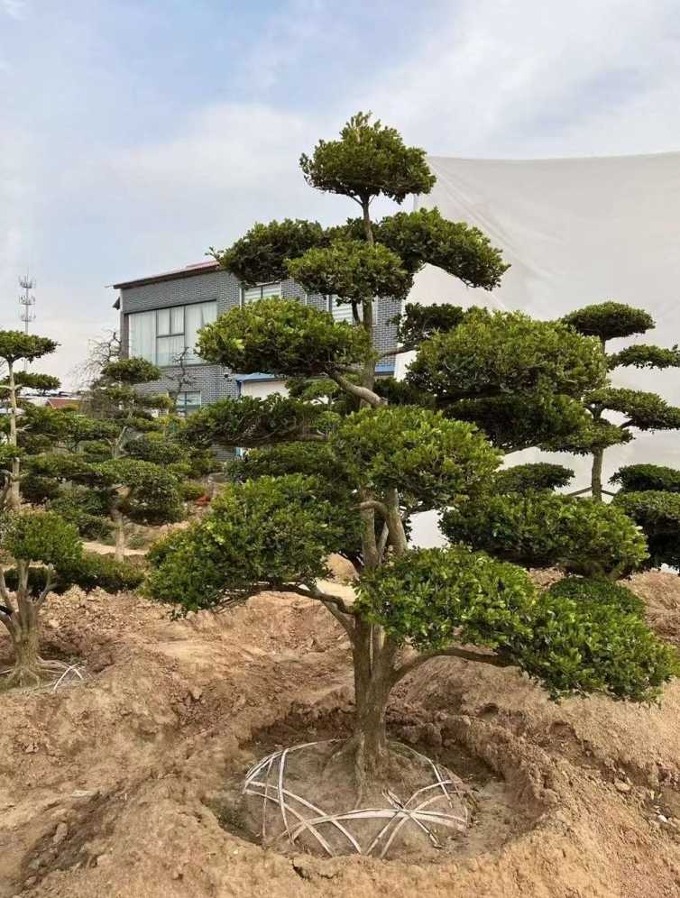 小叶黄杨造型
