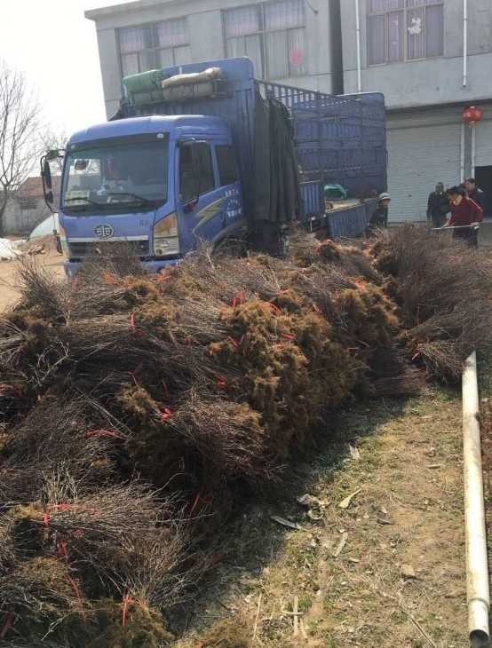 红叶小檗小苗