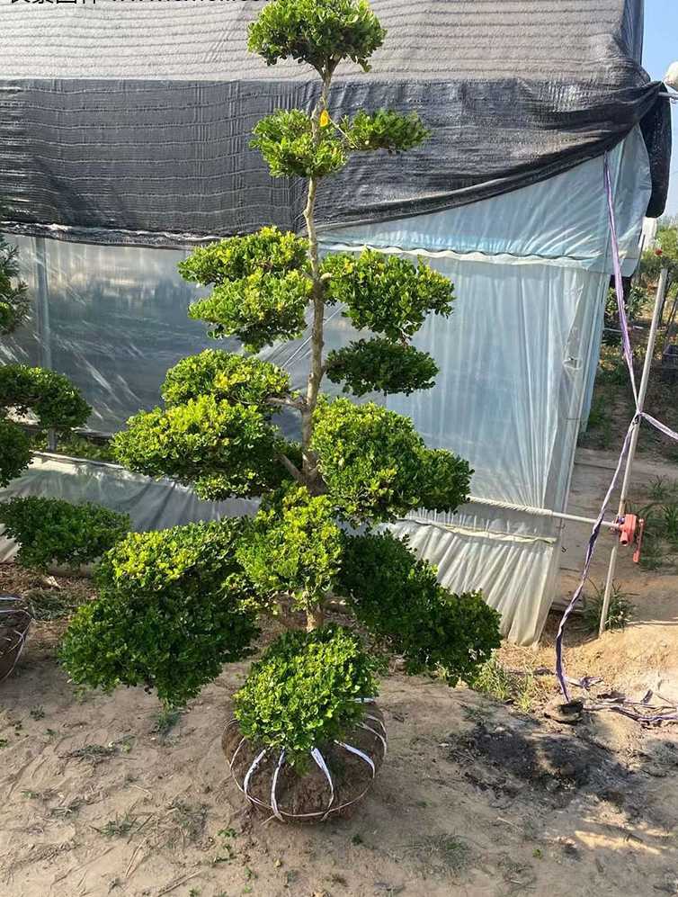 小叶黄杨造型